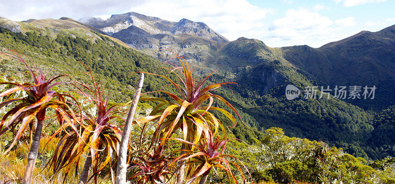 国家公园Kahurangi山Neinei (Dracophyllum traversii)